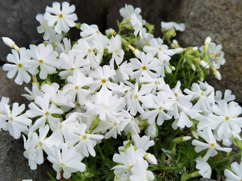 Phlox subulata 'Spring white'